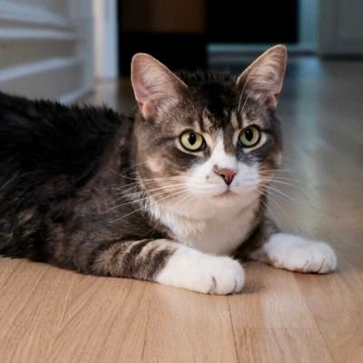 🇨🇦 Nico Carney, Purr Minister of Canada's profile picture