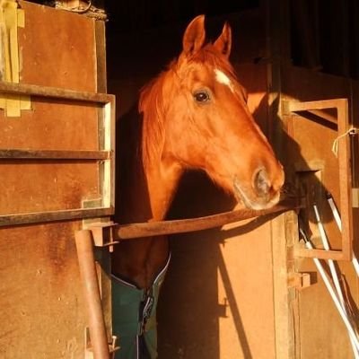 茶太郎's profile picture