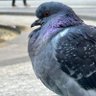 Фото профиля Pigeon 🇱🇻 | 🇬🇪 era