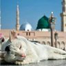 🇵🇸کلـKـکِ رضـRـا🇵🇰's profile picture