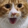 Rodrigo (37 de 45 na briga contra o rebaixamento)'s profile picture
