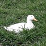 Фото профиля a duck🍉