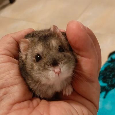 Lexie🐹🐿️🐶🇨🇴's profile picture