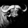 Buffalo Riders 的头像