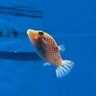Фото профиля にゃっき