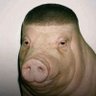Wigger Pig 的头像
