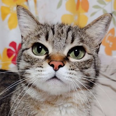 ゴロー🐾's profile picture
