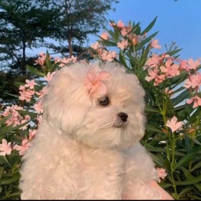 PPLOVE🐰🐶's profile picture