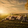 Profilbild von Rabbit Color