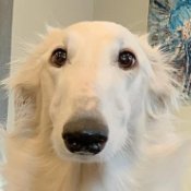 Cheapdog's profile picture