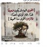 وادي الذئاب 的头像