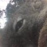 Profilbild von All Seeing Squirrel Eye