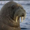 Morsenstein profil fotoğrafı