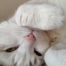 SIAN0w0 profil fotoğrafı