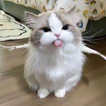 Antidepressant Cats's profile picture
