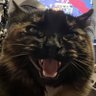 Sloth's profile picture