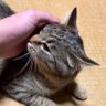 まったりゲーム's profile picture