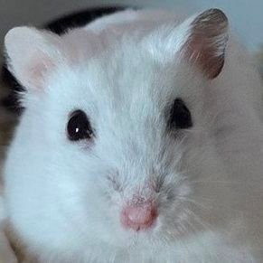 starryHamham's profile picture