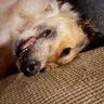 Profilbild von WiseDogSayBuf