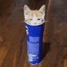 Pringle Cat 的头像