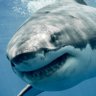 Profilbild von greatwhite