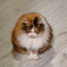 St.Medved's profile picture