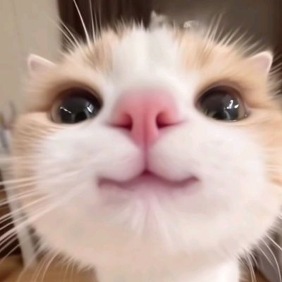 せな's profile picture