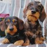 Фото профиля Bochumer Wurst