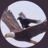 H.A.S's profile picture