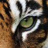 ドラビもん profil fotoğrafı