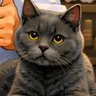 Tinkerbell's profile picture