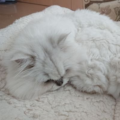 panic0820l's profile picture