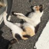 gianduja's profile picture