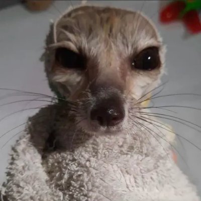 !FennikDaFennik's profile picture