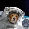 orbitaldogs profil fotoğrafı