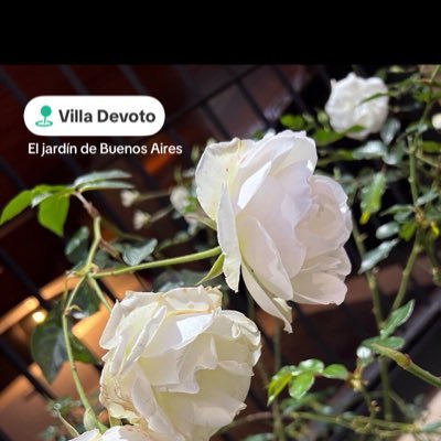 Hola_su's profile picture