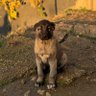 FoF profil fotoğrafı