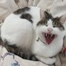 Tousekitarou's profile picture