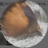 もるち/🥤🤢🐊's profile picture