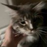 kongtou's profile picture