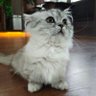 百里香辛狼🏳️🌈's profile picture