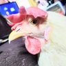 Macho Las Gallinas Hermanas 的头像
