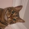 delikedi's profile picture