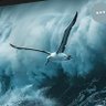 Фото профиля Albatrossbonds (अल्बाट्रॉस)