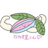 Фото профиля カカオ升