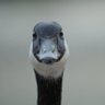 EliteGoose+1's profile picture