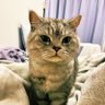 Profilbild von ニノマエ サトシ