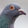 Profilbild von A Pomba Tradutora