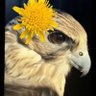 HuZur Tatlim🌼's profile picture