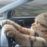 Ivcho profil fotoğrafı